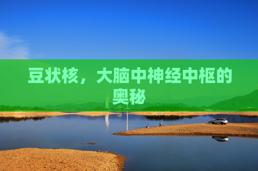 豆状核,大脑中神经中枢的奥秘 豆状核,大脑中神经中枢的奥秘