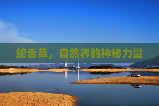 蛇舌草，自然界的神秘力量
