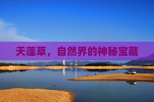 天蓬草,自然界的神秘宝藏 天蓬草,自然界的神秘宝藏