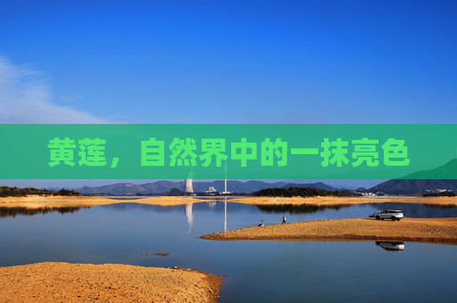黄莲，自然界中的一抹亮色