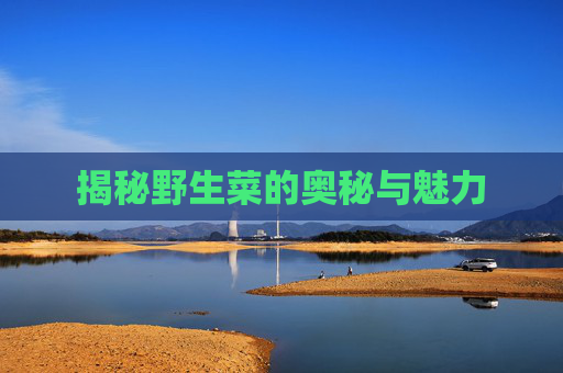 揭秘野生菜的奥秘与魅力 揭秘野生菜的奥秘与魅力