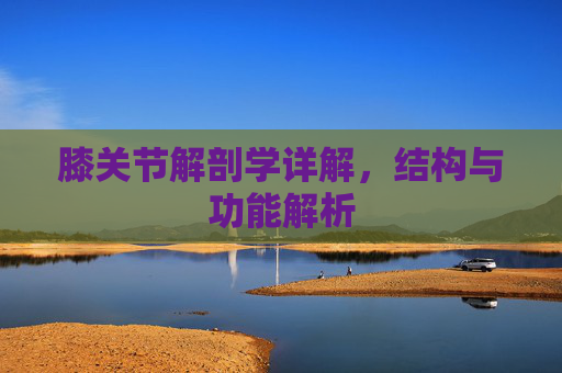 膝关节解剖学详解，结构与功能解析