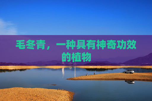 毛冬青，一种具有神奇功效的植物