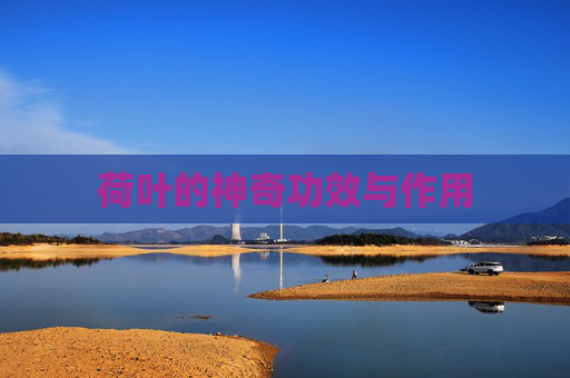 荷叶的神奇功效与作用