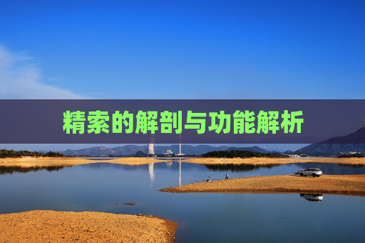 精索的解剖与功能解析 精索的解剖与功能解析