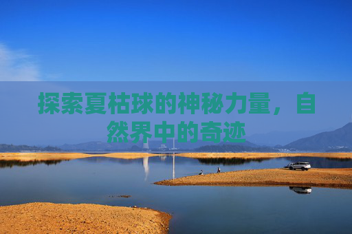 探索夏枯球的神秘力量，自然界中的奇迹