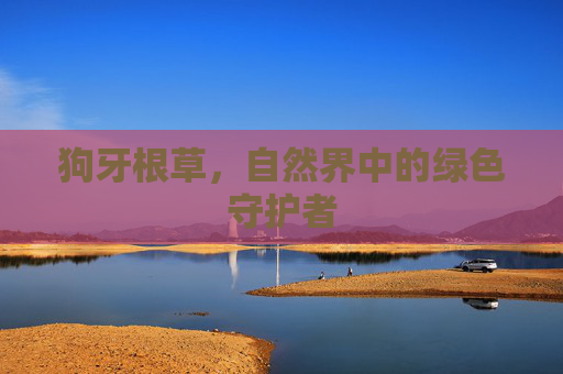狗牙根草,自然界中的绿色守护者 狗牙根草,自然界中的绿色守护者