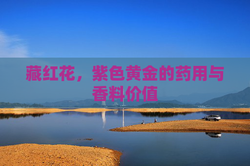 藏红花，紫色黄金的药用与香料价值