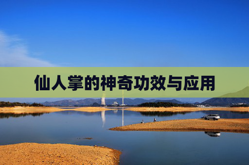 仙人掌的神奇功效与应用 仙人掌的神奇功效与应用