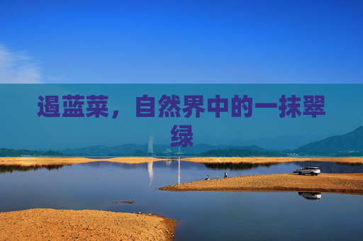 遏蓝菜，自然界中的一抹翠绿