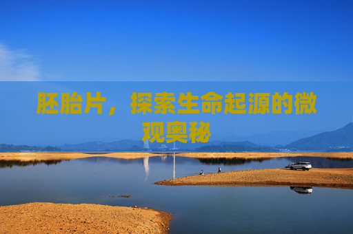 胚胎片，探索生命起源的微观奥秘