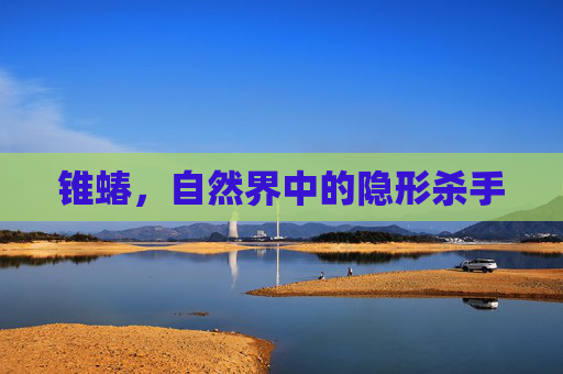 锥蝽，自然界中的隐形杀手