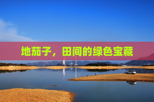 地茄子，田间的绿色宝藏