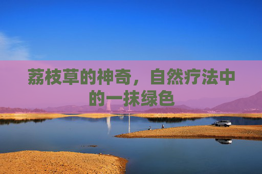 荔枝草的神奇，自然疗法中的一抹绿色