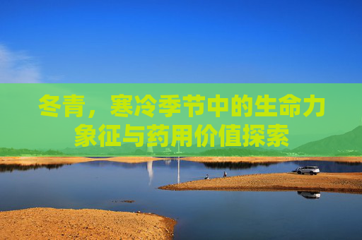 冬青,寒冷季节中的生命力象征与药用价值探索 冬青,寒冷季节中的生命力象征与药用价值探索