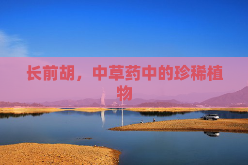 长前胡，中草药中的珍稀植物