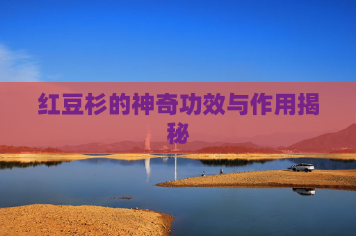 红豆杉的神奇功效与作用揭秘
