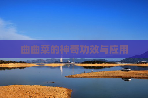曲曲菜的神奇功效与应用