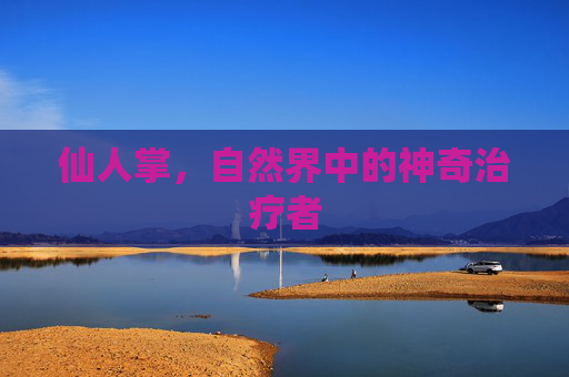 仙人掌，自然界中的神奇治疗者